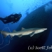 shark_tiger_sand_spar_h_0257_nca0585.jpg